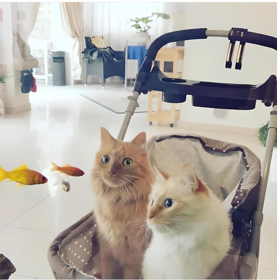 Hotel Il Gatto Rapallo Dış mekan fotoğraf